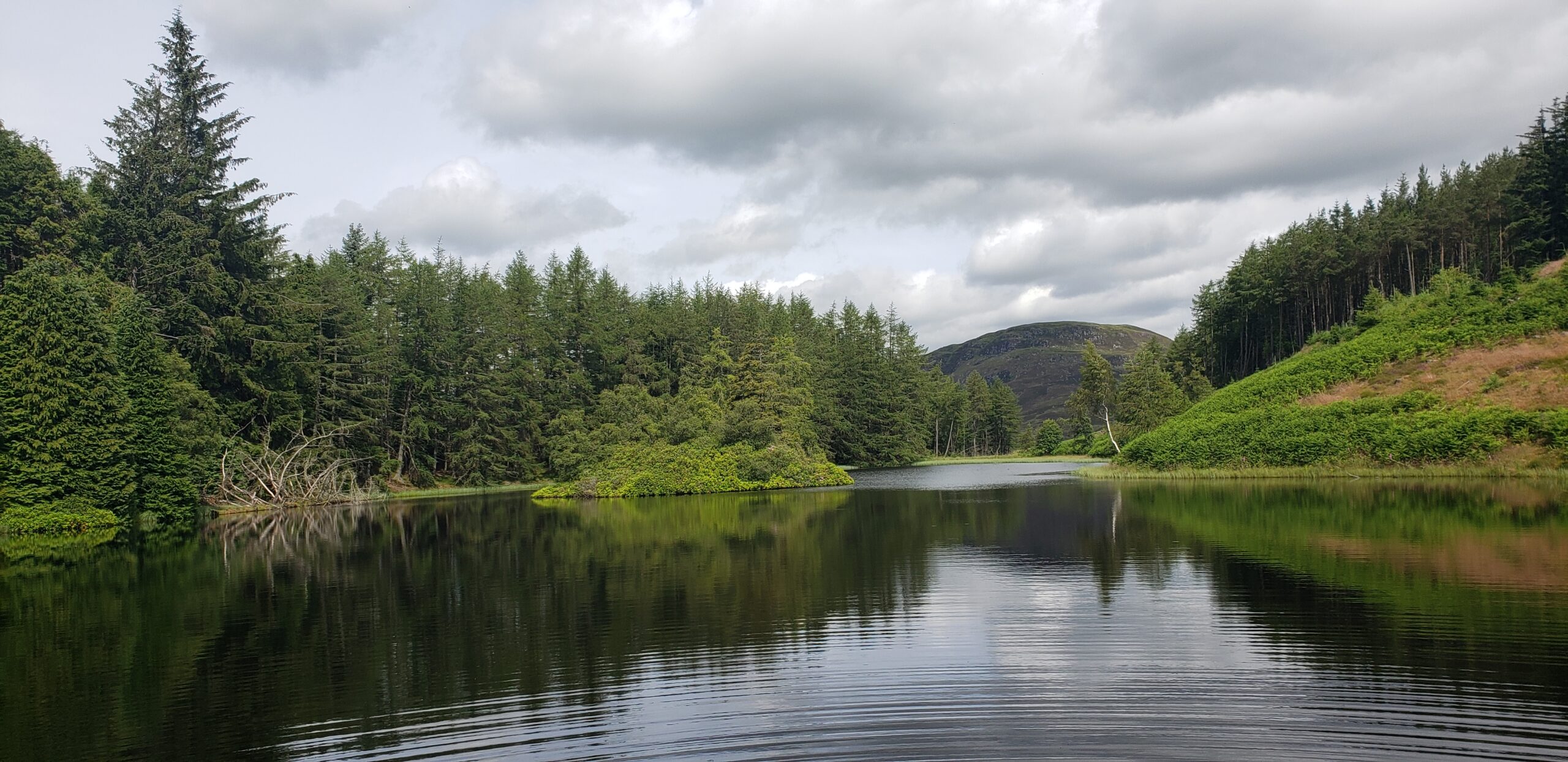 Small lake surrounded by pine trees